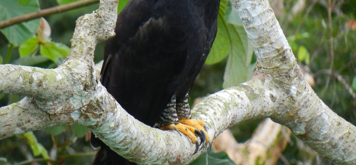 Black Hawk-Eagle Panama