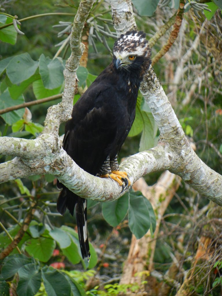 Black Hawk-Eagle Panama