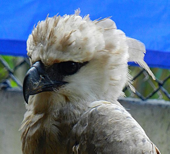 Harpy Eagle Summit Panama