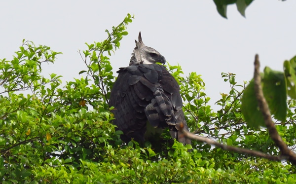 File:Harpy Eagle clutching captured bird - Itirapina Reserve.jpg