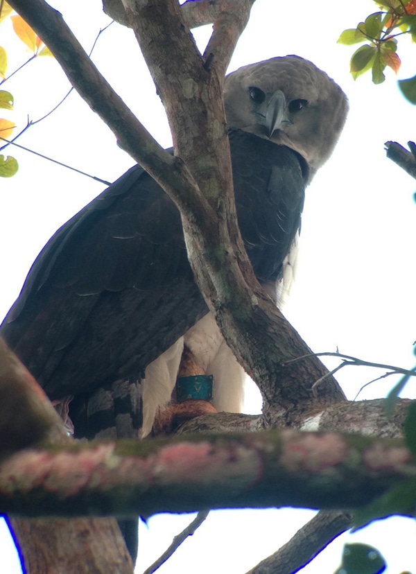 After Years in Captivity, These Rescued Harpy Eagles Are