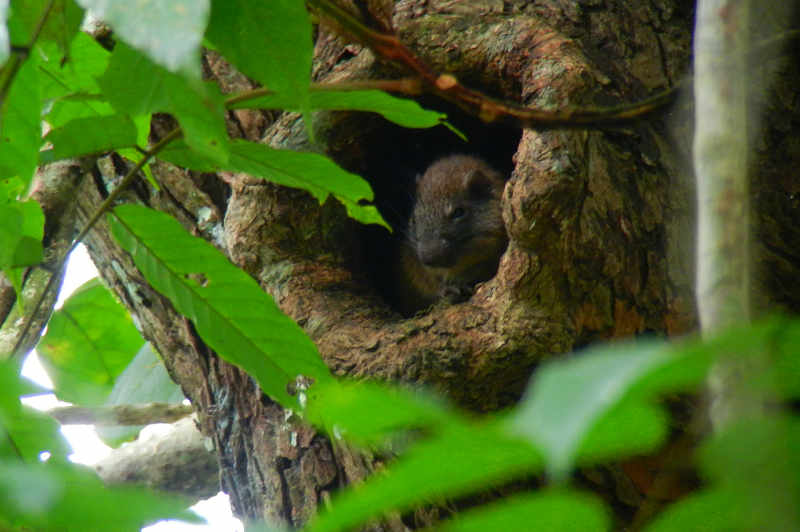 Rufous Tree Rat Panama