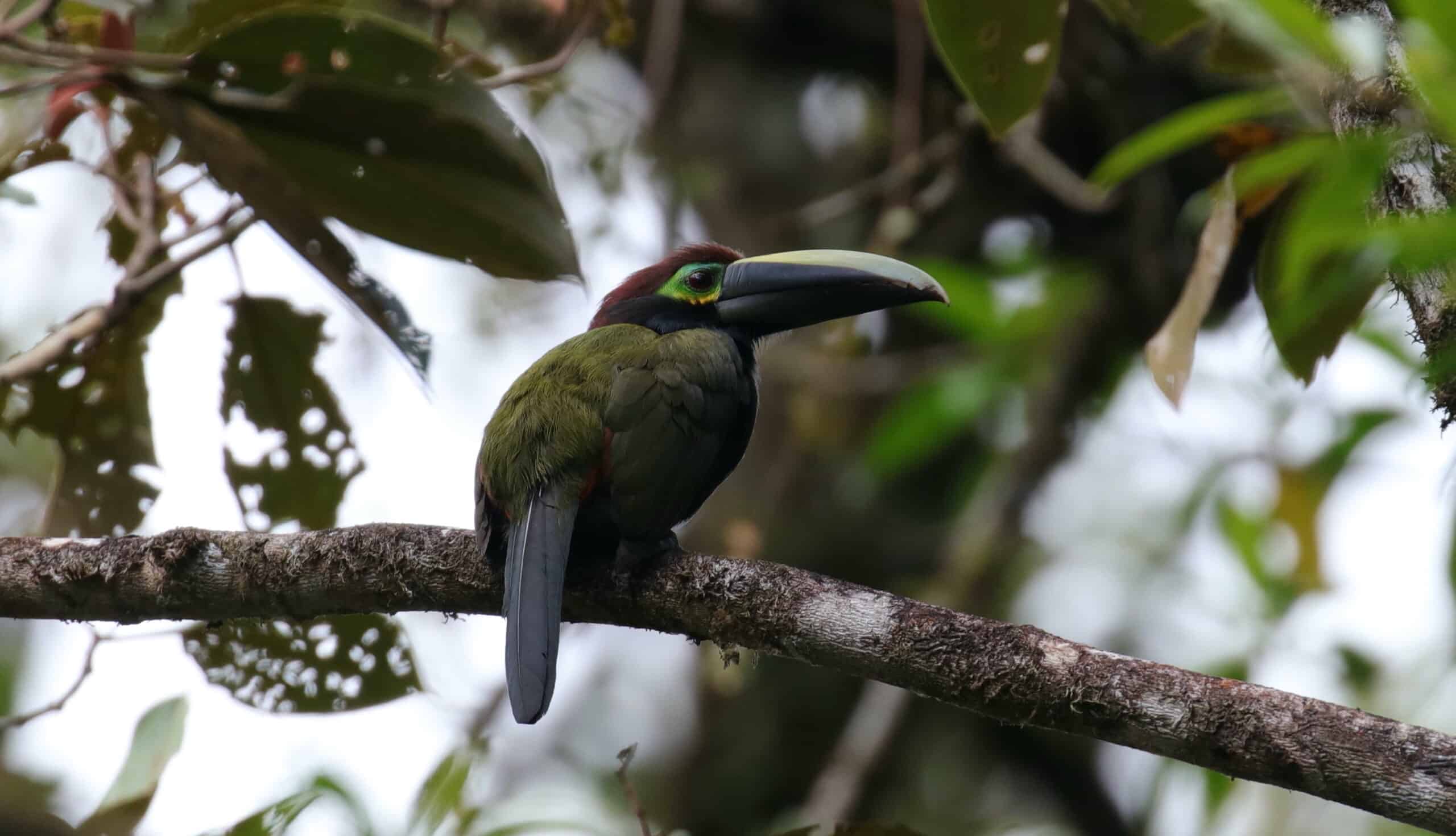 Yellow-eared Toucanet female