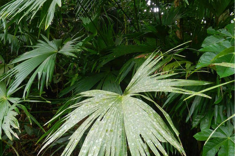 Panama Hat Plant Carludovica palmata