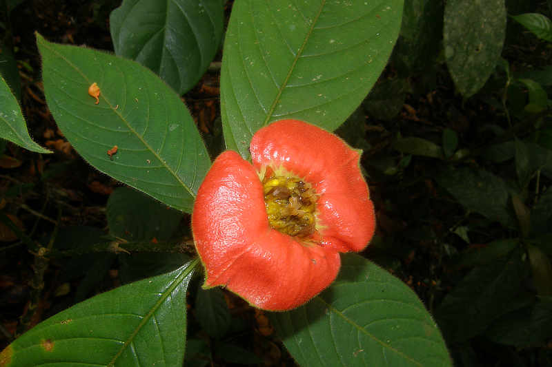 Hot Lips Psychotria poeppigiana