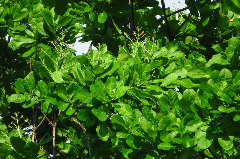 Wild Cashew Anacardium excelsum