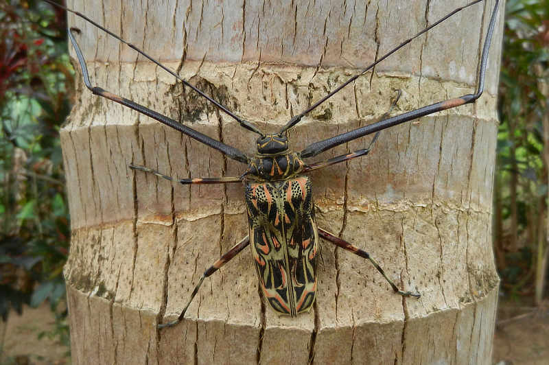 Harlequin Beetle Acrocinus longimanus
