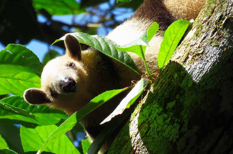 Tamandua! and Other Mammals