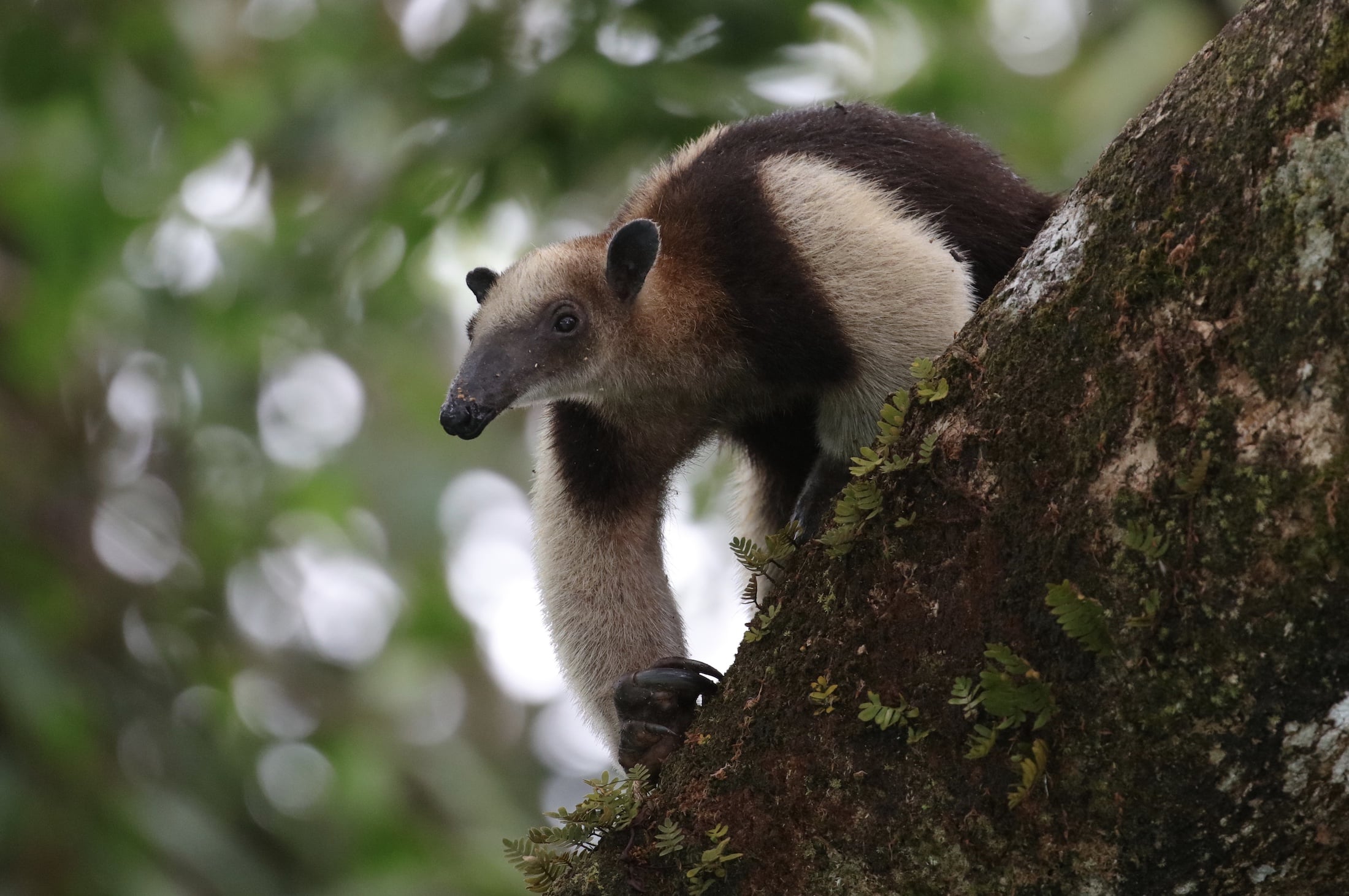 If a tamandua feels threatened while in a tree, it will hold onto