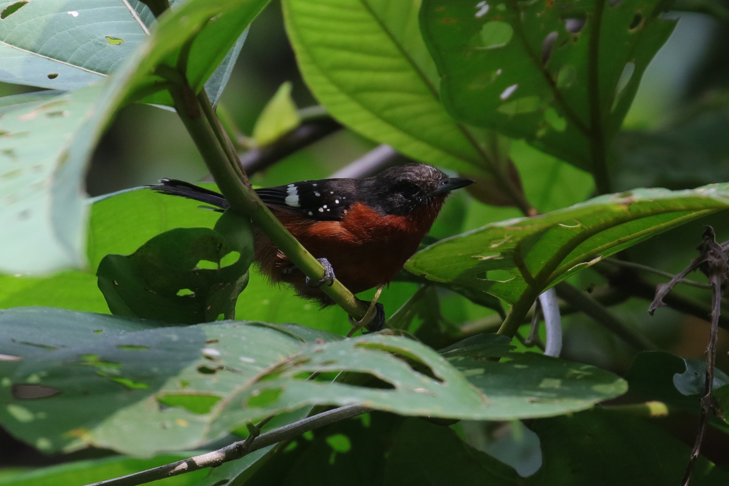 White-flanked Antwren - eBird