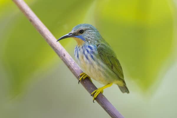 Shining Honeycreeper - The Canopy Family