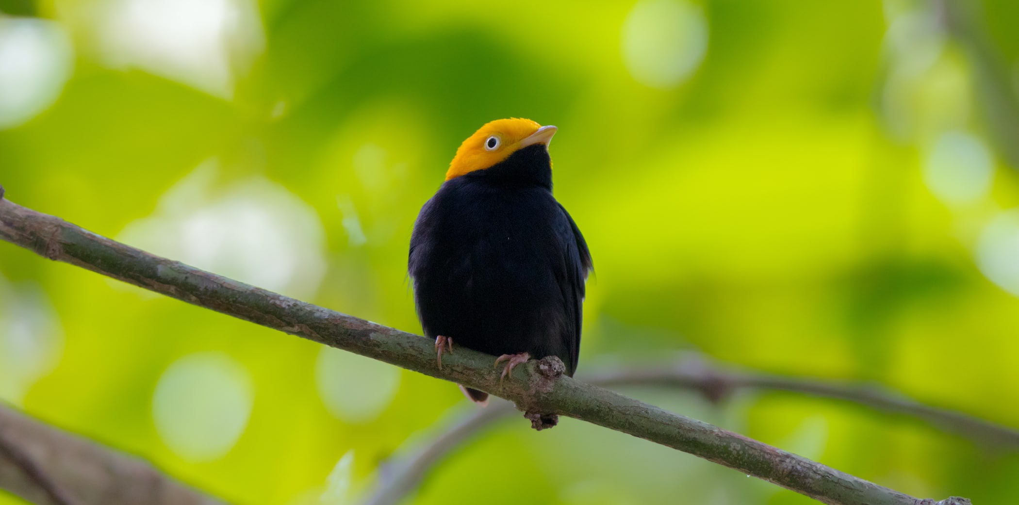 Golden-headed Manakin - The Canopy Family