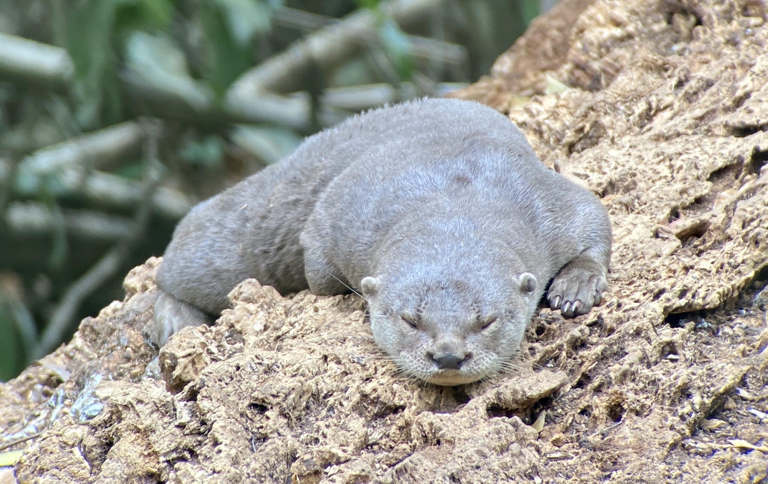 Neotropical River Otter