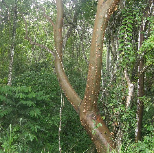 planting gumbo limbo tree