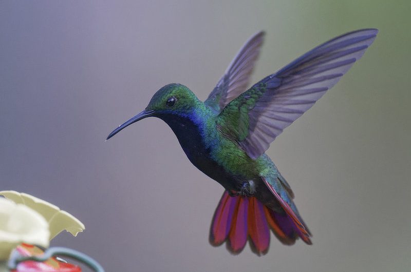 Black-Throated Mango | The Canopy Family