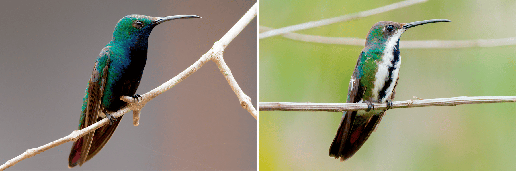 Black-throated Mango Male and Female