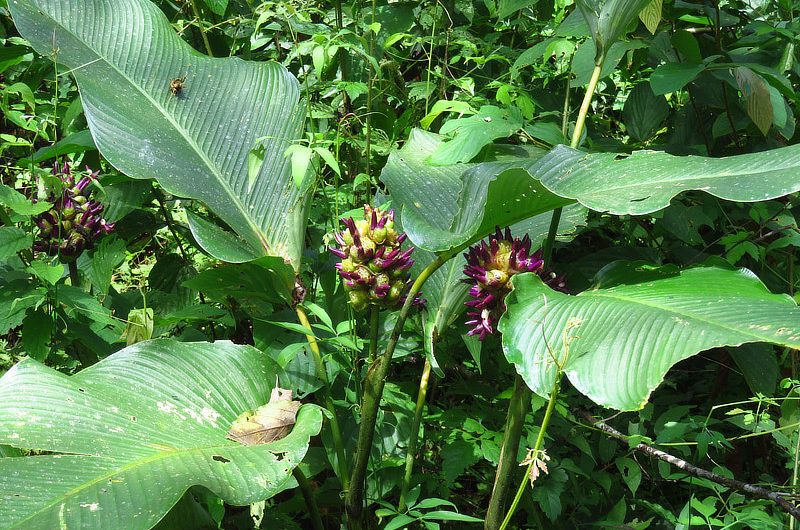 Calathea Latifolia | The Canopy Family