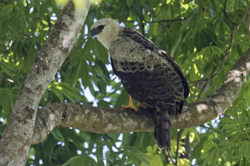 Crested Eagle Panama