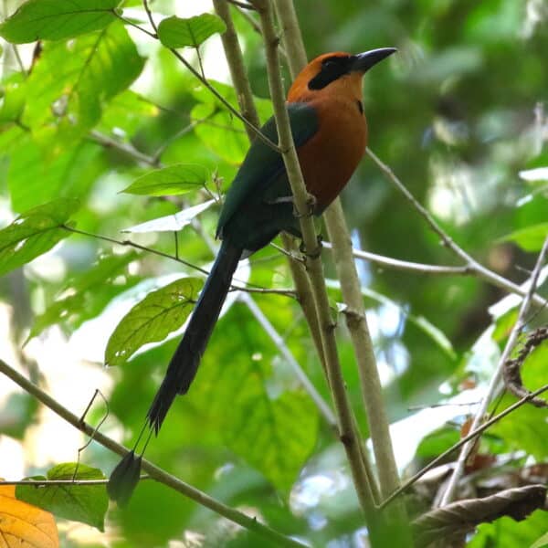 Rufous Motmot - The Canopy Family