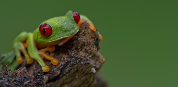 Red-eyed Tree Frog Panama
