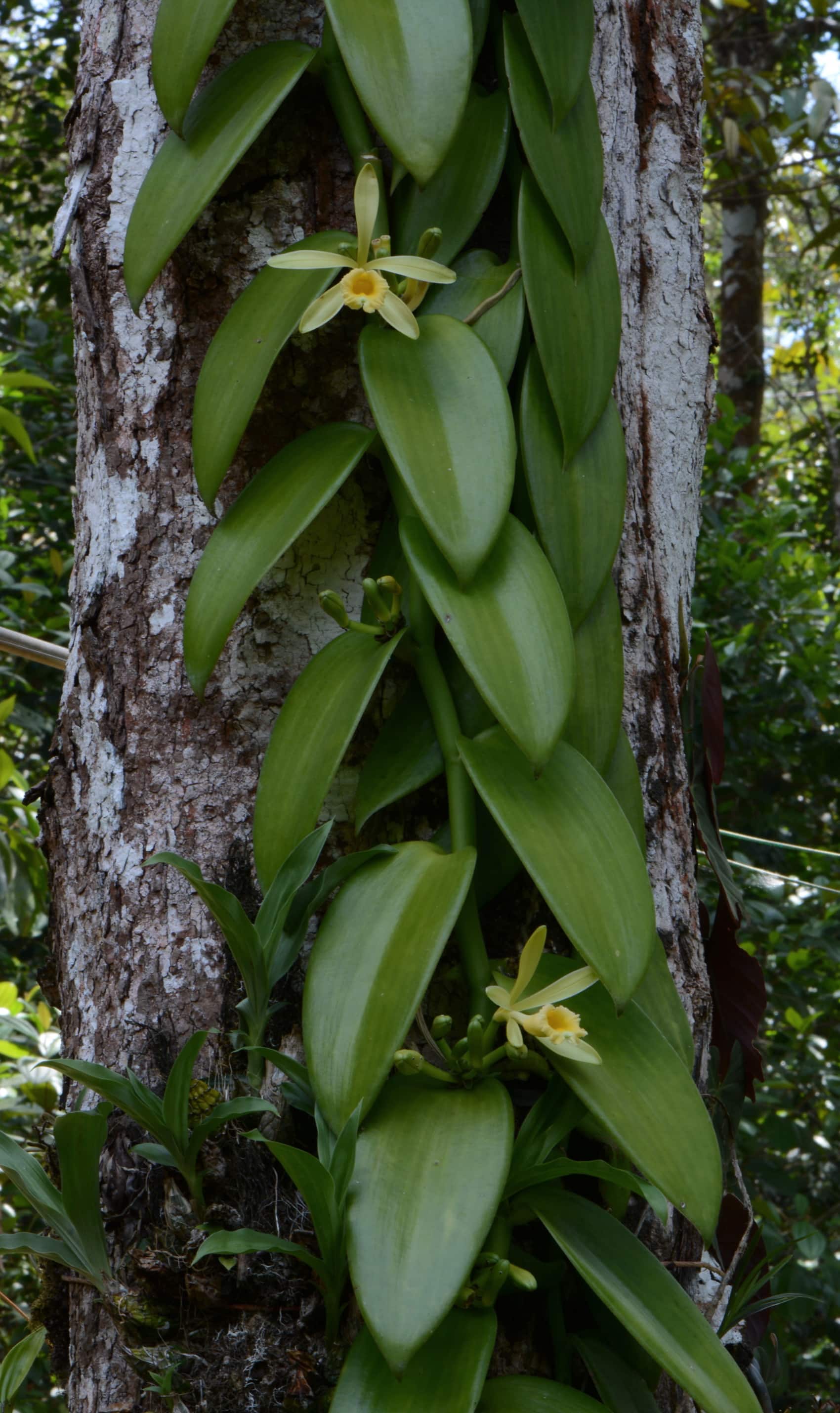 Vanilla plants. Орхидеи Vanilla planifolia. Орхидея ваниль вариегатная (Vanilla planifolia). Cleisostoma arietinum. Ваниль на дереве или цветок.