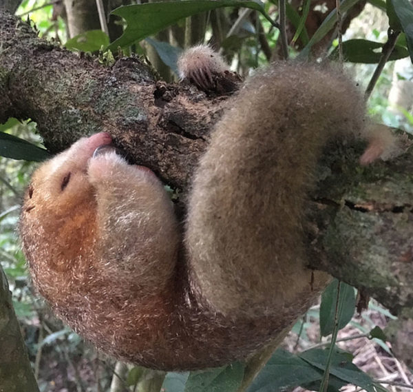 Silky Anteater - The Canopy Family