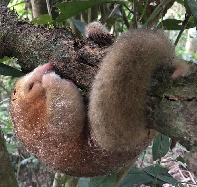 pygmy anteater