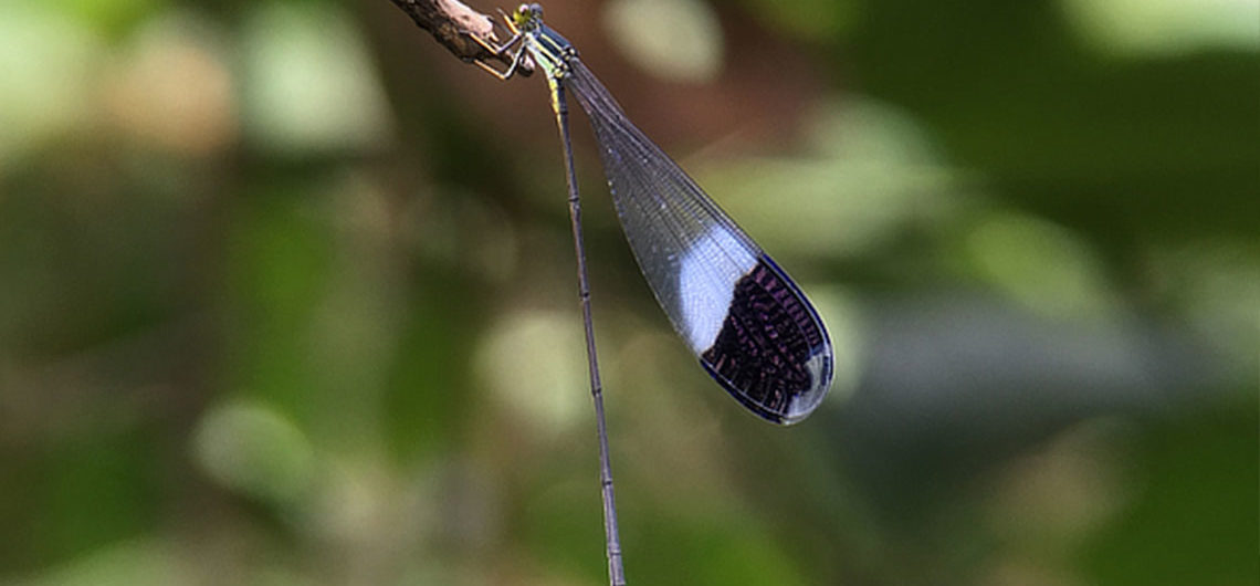 Blue-winged Helicopter Damselfly