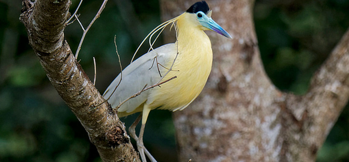 Capped Heron