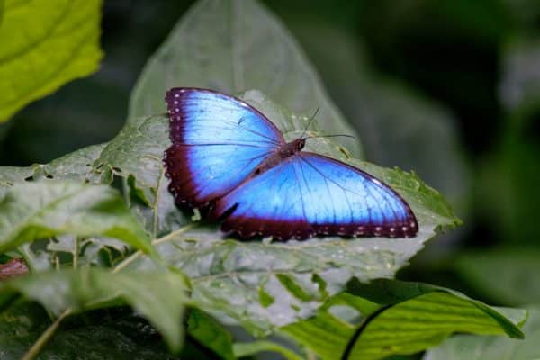 Brilliant Butterflies of Panama - The Canopy Family