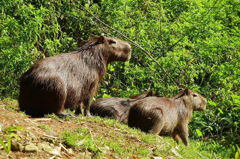 Lesser Capybaras