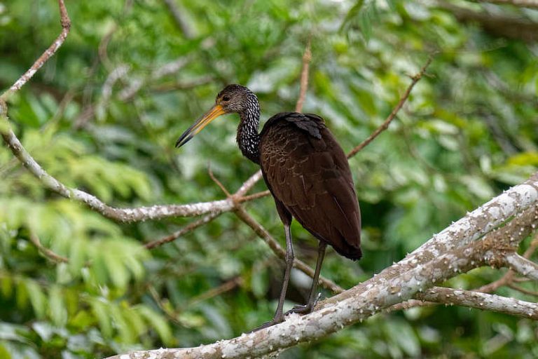 Canopy Tower’s Birds And History - The Canopy Family