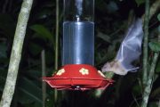Orange Nectar Bat Panama