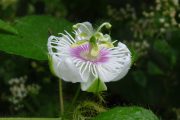 Stinking Passion Flower Passiflora foetida