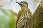 Stripe-cheeked Woodpecker
