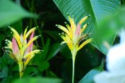 Yellow Panama Heliconia hirsuta