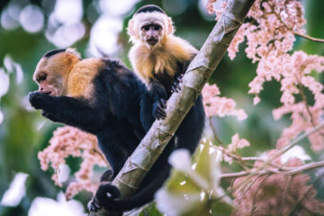 White-faced Capuchins Canopy Camp Panama