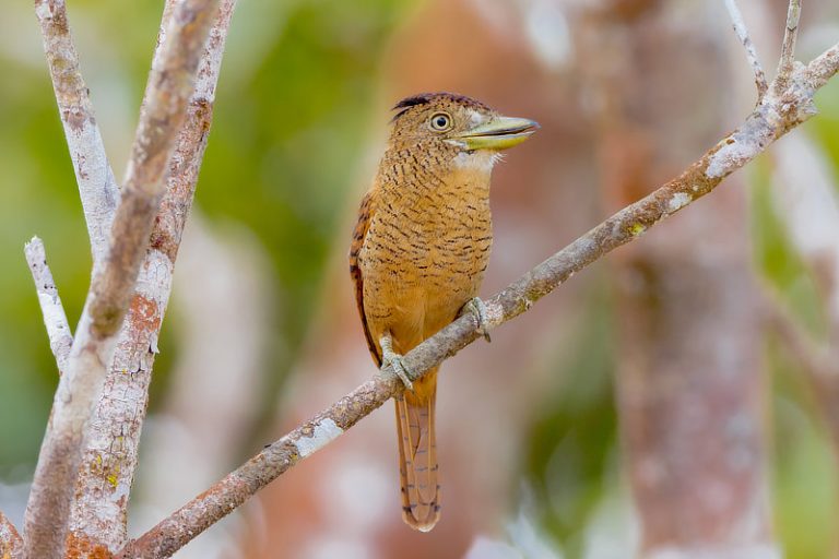 Birds of Canopy Camp Darien The Canopy Family