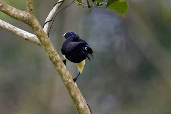 Birds Of Central Panama & Darién Lowlands - The Canopy Family