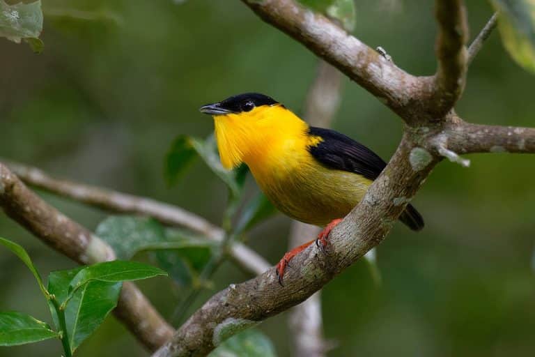 Birds of Central Panama & Darién Lowlands - The Canopy Family