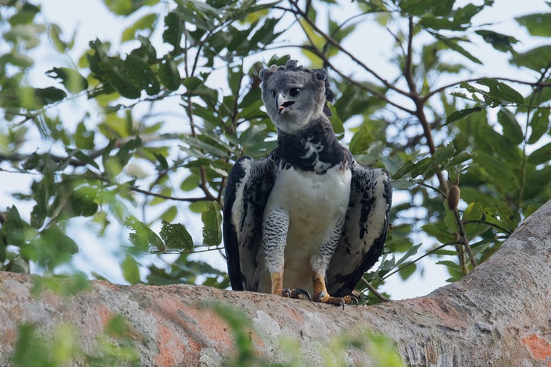 Rare Harpy Eagles Found Nesting With Chick, 4K, Panama 🌎 🇵🇦, Wild  Travel