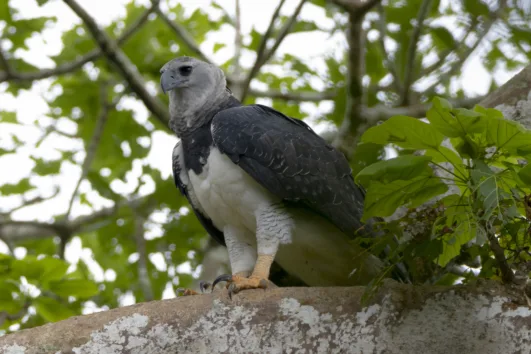 Birds of Canopy Camp Darien