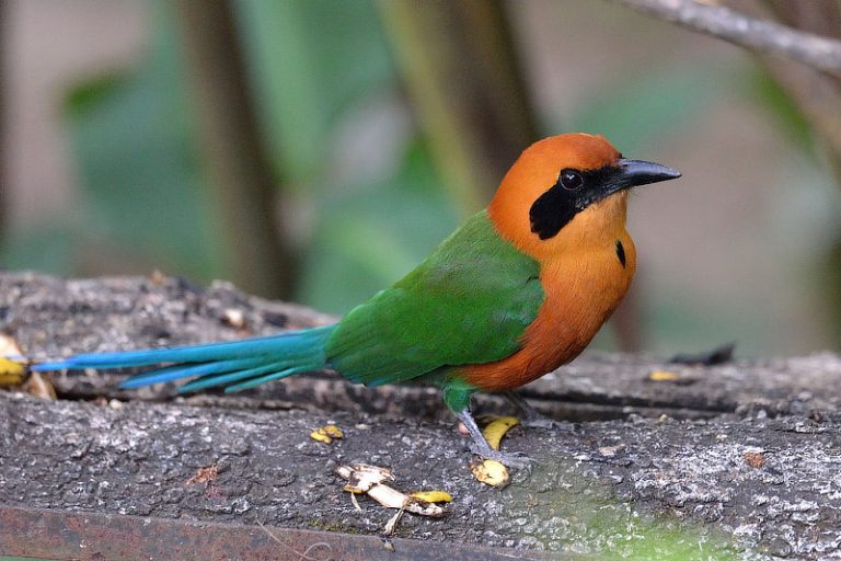 Birds Of The Canopy Lodge - The Canopy Family