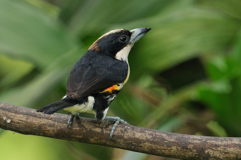 Birds Of The Canopy Lodge - The Canopy Family