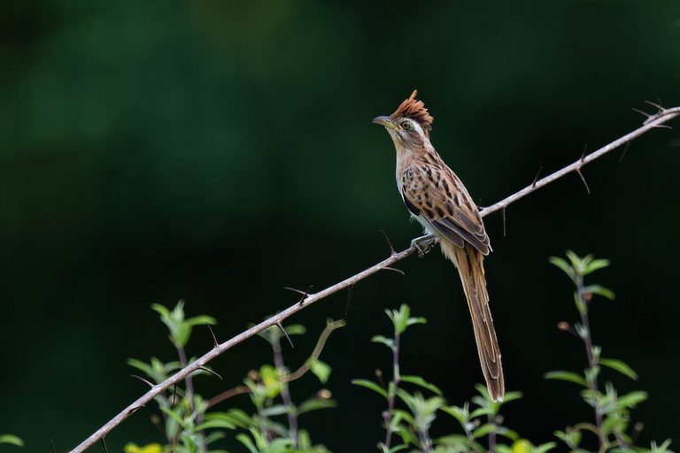 Birds of Central Panama & Darién Lowlands The Canopy Family