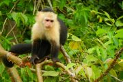 White-faced Capuchin Panama