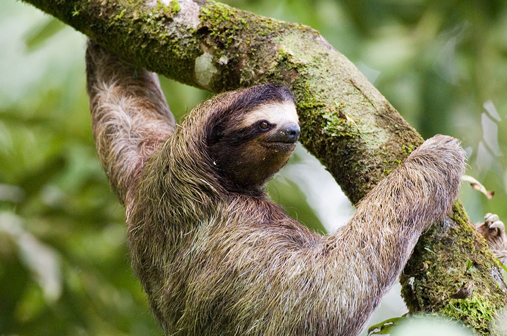 Canopy Family Tour Add Ons - Sloth in tree