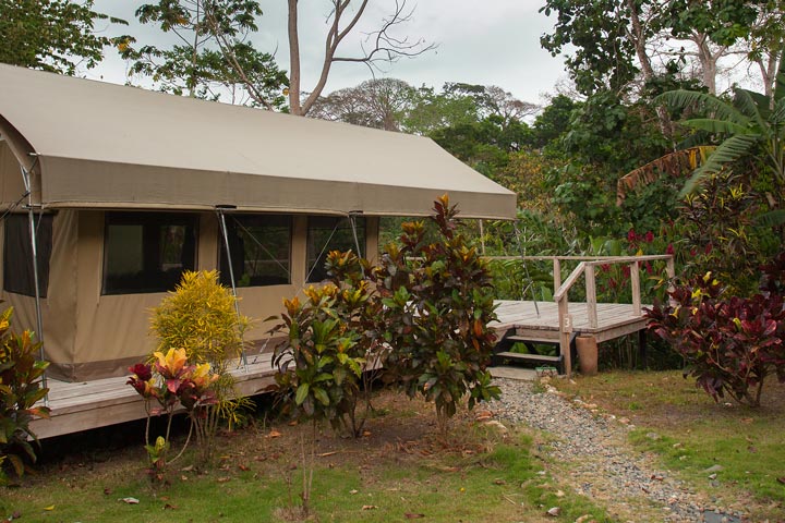 At Canopy Camp each tent is constructed on its own observation deck