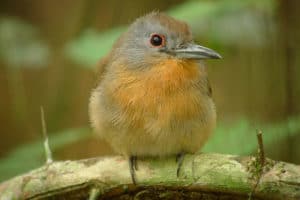 Gray-cheeked Nunlet at Camp Darién