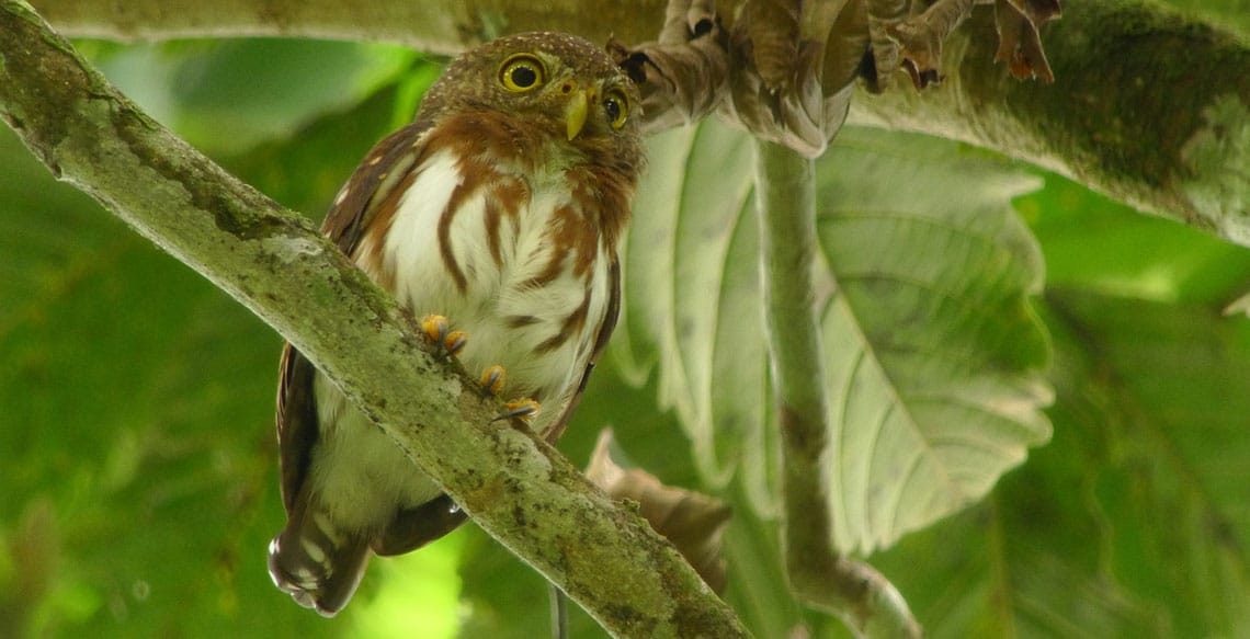 Central American Pygmy-Owl